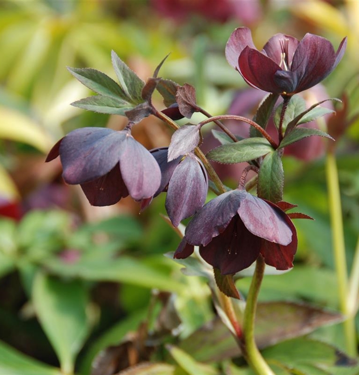 Helleborus orientalis 'Metallic Blue Lady', Christrose Gartenpflanzen