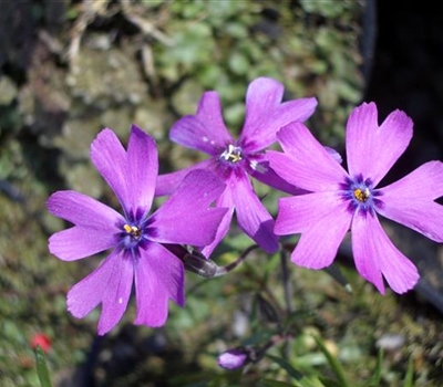 Phlox (Subulata-Gruppe) 'Purple Beauty'