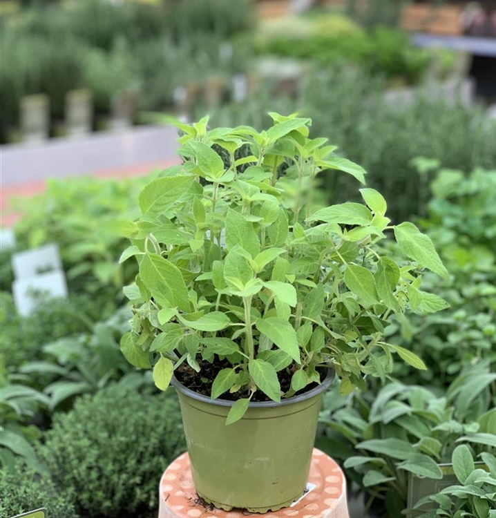 Salvia officinalis 'Anananssalbei', AnanasSalbei Gartenpflanzen Daepp