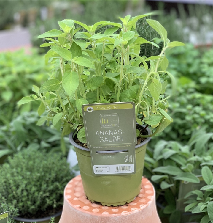 Salvia officinalis 'Anananssalbei', AnanasSalbei Gartenpflanzen Daepp