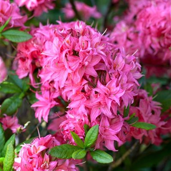 Rhododendron (Mollis Azalee) 'Homebush'