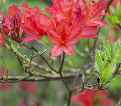 Rhododendron (Mollis Azalee) 'Satan'