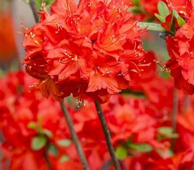 Rhododendron 'Nabucco'