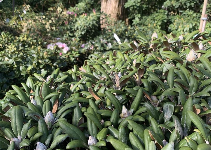 Niedrige, immergrüne Rhododendron 