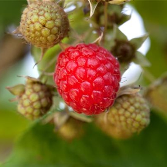 Rubus idaeus 'Willamette'