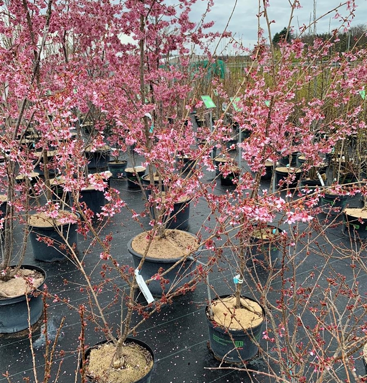 Prunus 'Okame', Zierkirsche Gartenpflanzen Daepp