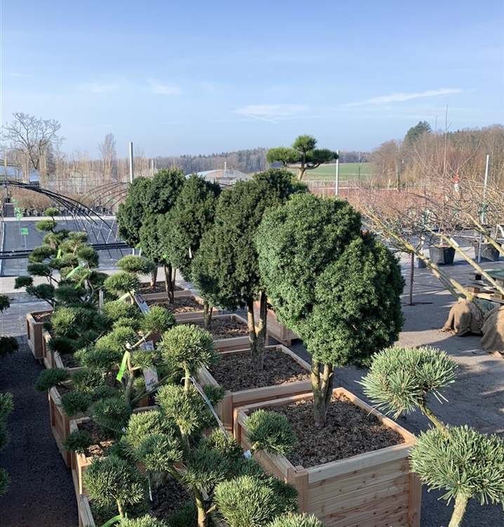 Taxus baccata 'Green Diamond' Nr. 419, Eibe 'Green Diamond