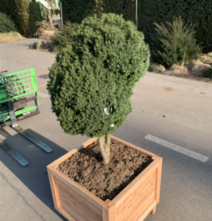 Taxus baccata 'Green Diamond' Nr. 419, Eibe 'Green Diamond