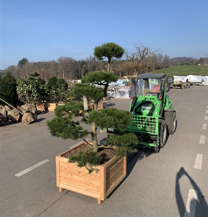 Pinus nigra subsp. nigra Nr. 429, BonsaiSchwarzKiefer