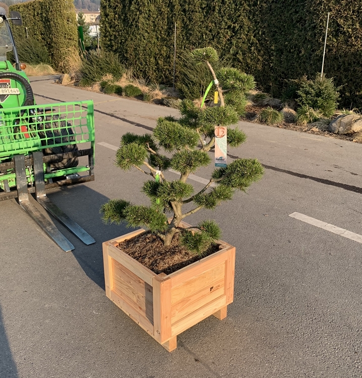 Pinus mugo 'Gnom' Nr. 318, StrauchKiefer 'Gnom' Gartenpflanzen Daepp