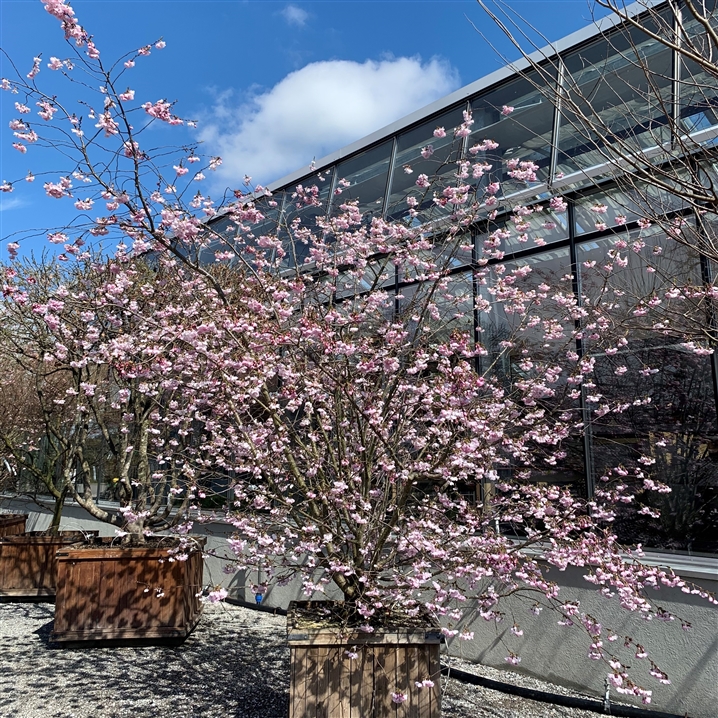 Prunus 'Accolade' Nr. 236, Frühe Zierkirsche 'Accolade