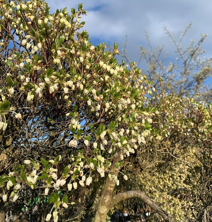 Enkianthus perulatus Gartenbonsai Nr. 79, Frühblühende Prachtglocke