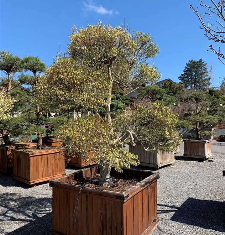 Enkianthus perulatus Gartenbonsai Nr. 79, Frühblühende Prachtglocke