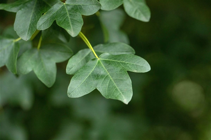 Acer monspessulanum, Französischer Ahron Gartenpflanzen Daepp