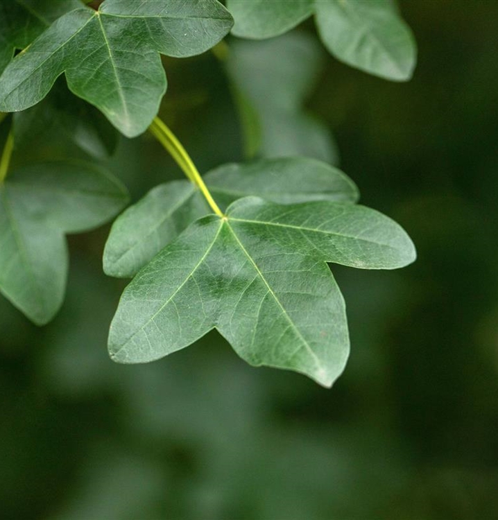 Acer monspessulanum, Französischer Ahron Gartenpflanzen Daepp