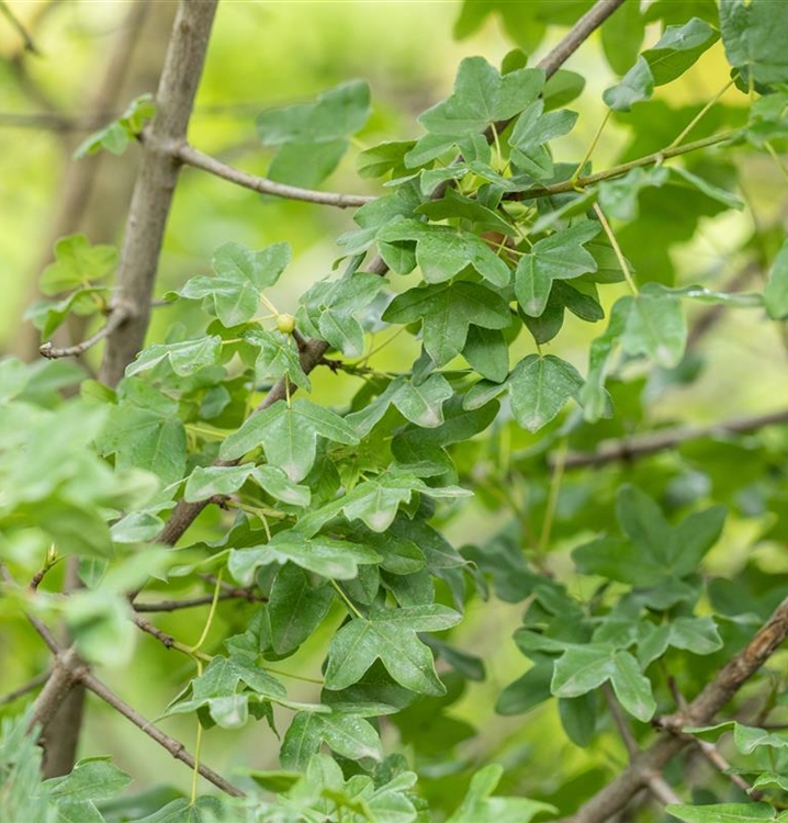 Acer monspessulanum, Französischer Ahron Gartenpflanzen Daepp