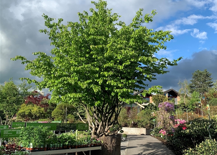 Eisenholzbaum (Parrotia persica)