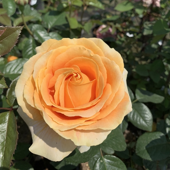 Rosa (Teehybride) \'Augusta Luise\', Grossblumige Rose - Gartenpflanzen Daepp