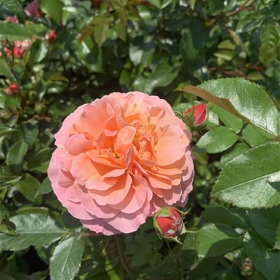 Rosa (Floribundarose) 'Marie Curie'