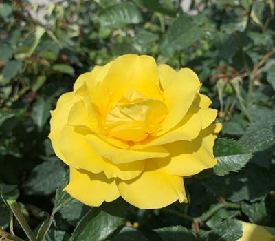 Rosa (Floribundarose) 'Friesia'