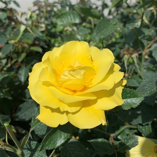 Rosa (Floribundarose) 'Friesia'