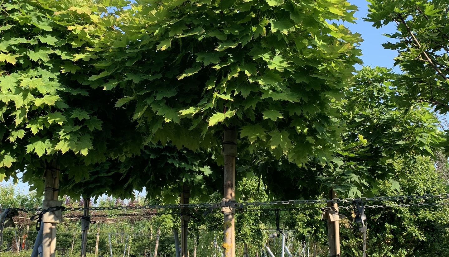 Acero Campestre (Acer Campestre) – Altezza 125-150 Cm, Pianta Da Esterno In Vaso, Coltivata In Ammerland - Foto 2