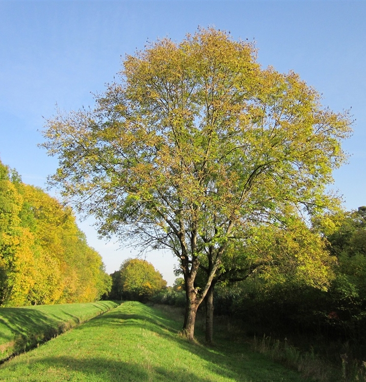 Fraxinus Excelsior Gemeine Esche Gartenpflanzen Daepp fraxinus-excelsior-gemeine-esche-gartenpflanzen-daepp