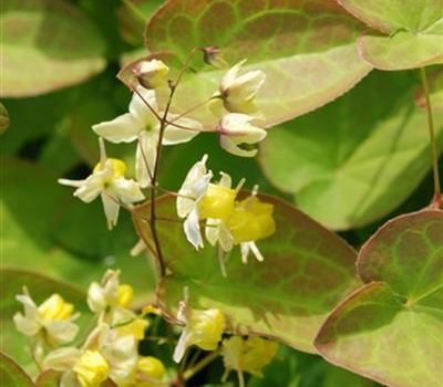 Epimedium versicolor (x) 'Sulphureum'