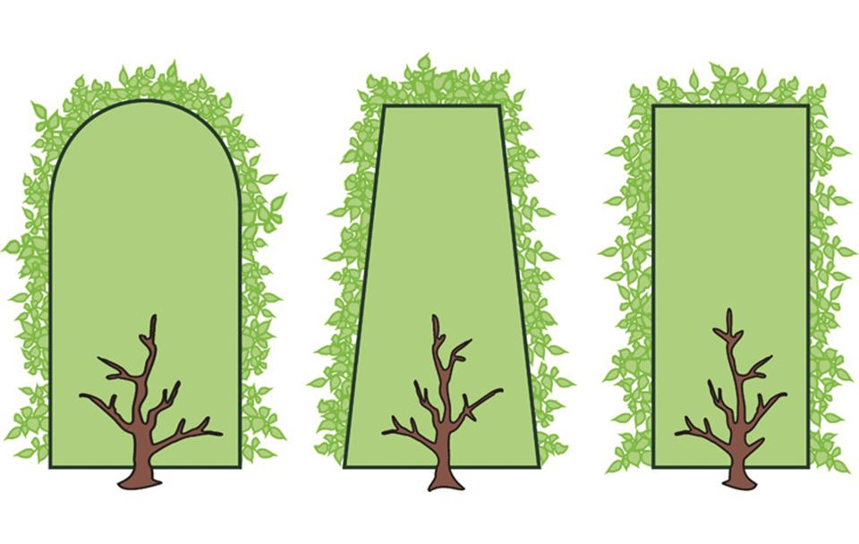 Heckenschnitt und pflege Gartenpflanzen Daepp
