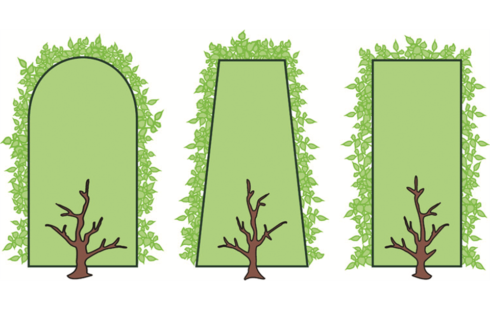 Heckenschnitt und pflege Gartenpflanzen Daepp