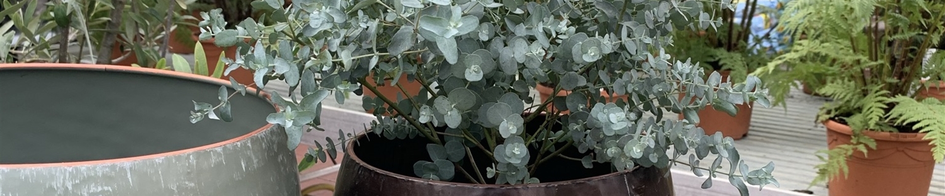 Eucalyptus gunnii (4)-0-167-1536-1536.JPEG
