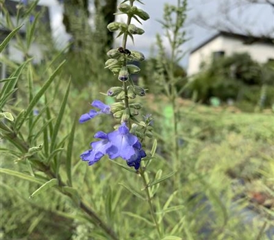Salvia uliginosa 'African Skies'