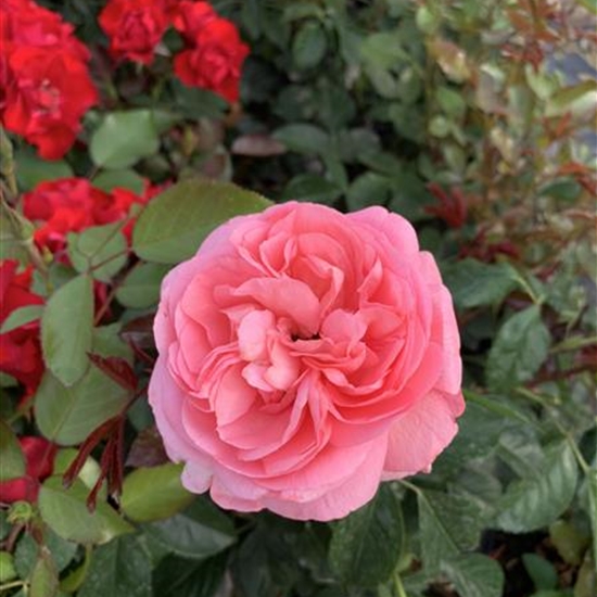 Rosa (Floribundarose) 'Bailando'