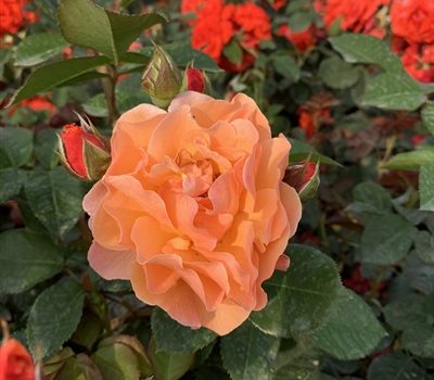 Rosa (Floribundarose) 'Arabia'
