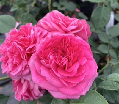 Rosa (Englische Rose) 'Baronesse'