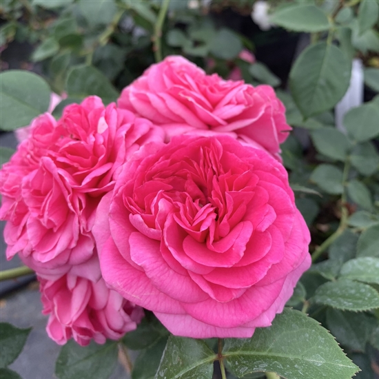 Rosa (Englische Rose) 'Baronesse'