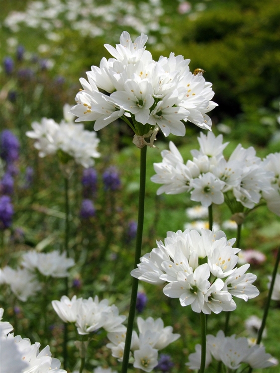 Allium roseum, RosenLauch Gartenpflanzen Daepp
