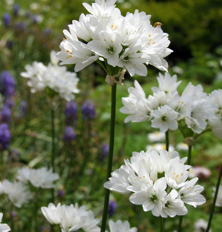 Allium roseum on sale