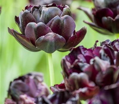 Tulipa 'Black Hero'