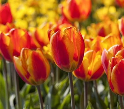 Tulipa 'Apeldoorn's Elite'