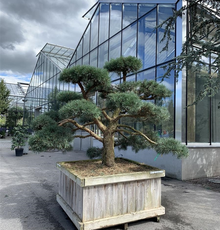 Pinus sylvestris 'Repens' Nr. 431, Föhre, Kiefer Gartenpflanzen Daepp