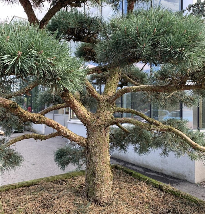 Pinus sylvestris 'Repens' Nr. 431, Föhre, Kiefer Gartenpflanzen Daepp