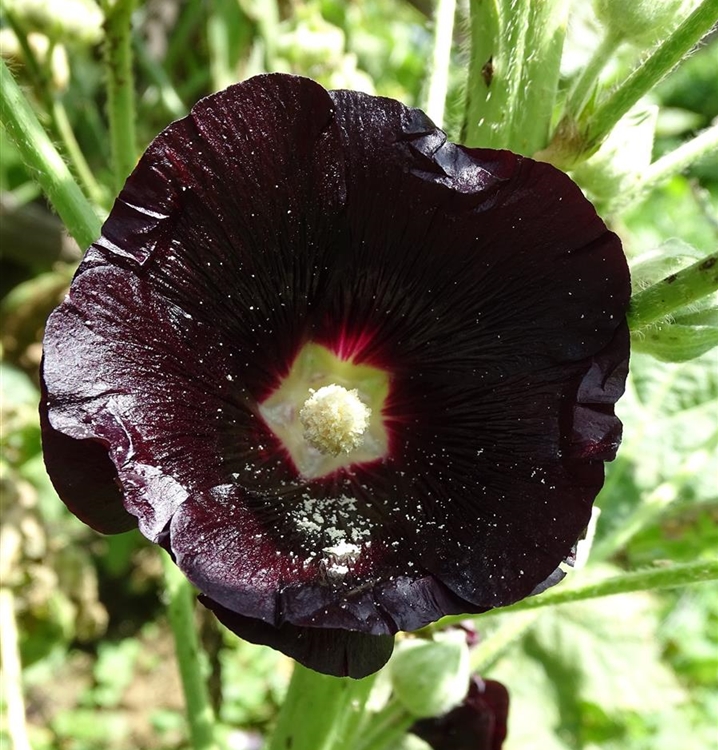 Alcea rosea 'Blacknight', GartenStockrose 'Spotlight Blacknight
