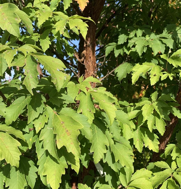 Acer griseum Nr. 416, ZimtAhorn Gartenpflanzen Daepp