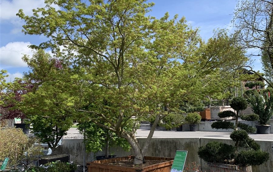 Acer palmatum 'Seiryu' Nr. 406