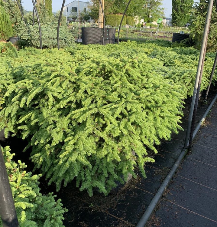 Picea abies 'Nidiformis', Nestfichte Gartenpflanzen Daepp