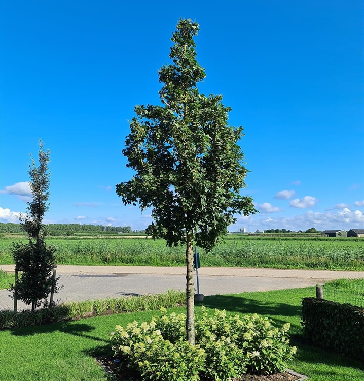 Acer campestre 'Street Pillar', Feldahorn - Gartenpflanzen Daepp