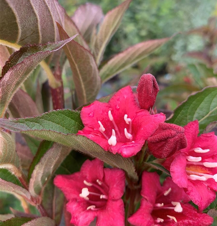 Weigela 'Bristol Ruby', Weigelie Gartenpflanzen Daepp
