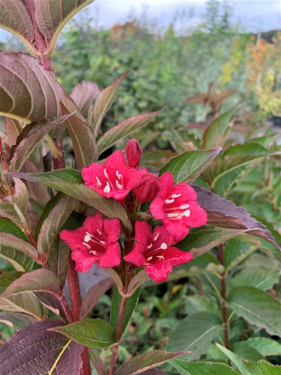 Weigela 'Bristol Ruby', Weigelie Gartenpflanzen Daepp