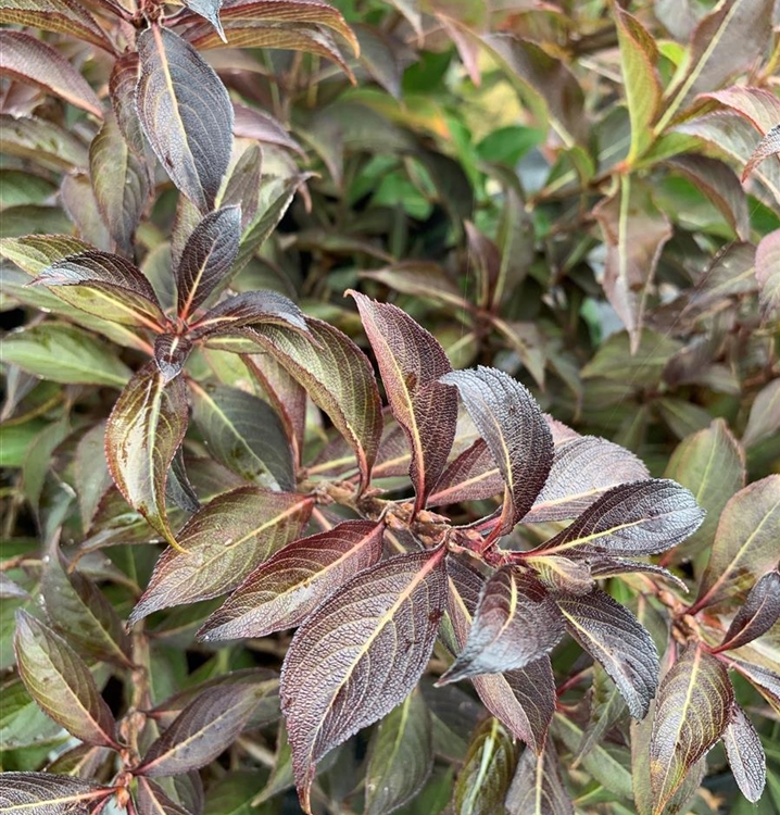 Weigela 'Black and White', Weigelie Gartenpflanzen Daepp